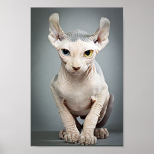 Póster Fotografía del gato de la esfinge del duende