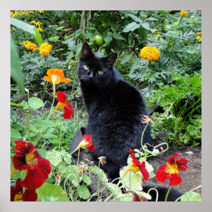Póster Fotografía del jardín de verano del gato negro