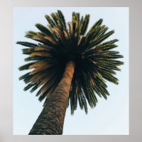 Fotografía del ojo de gusano de la palmera