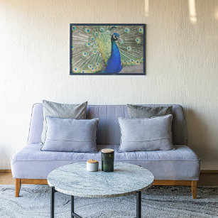 Póster Fotografía del plumaje de plumas de pavo real azul