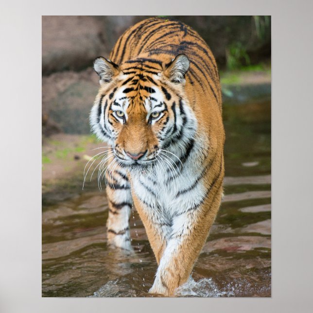 Póster Fotografía del retrato del tigre que provoca (Frente)