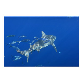 Póster Fotografía del tiburón toro