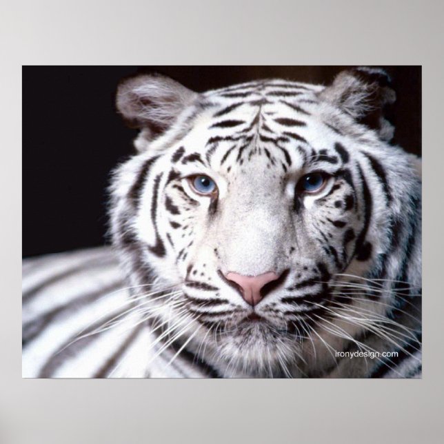 Póster Fotografía del tigre blanco de Bengala (Frente)