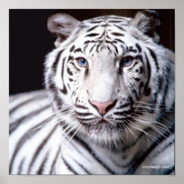 Póster Fotografía del tigre blanco de Bengala