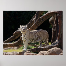 Fotografía del tigre blanco de la naturaleza benga
