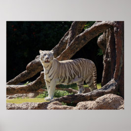 Póster Fotografía del tigre blanco de la naturaleza benga