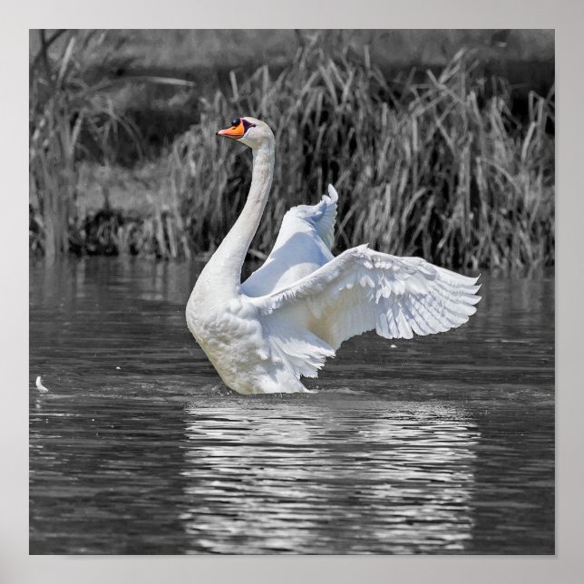Póster Fotografía en blanco y negro de cisne (Frente)