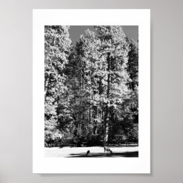 Póster Fotografía en blanco y negro de Doe y Fawn Yosemit