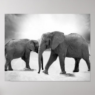 Póster Fotografía en blanco y negro de elefantes africano
