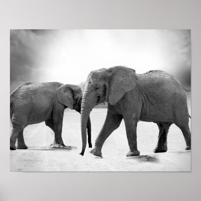 Póster Fotografía en blanco y negro de elefantes africano (Frente)