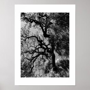 Póster Fotografía en blanco y negro de Knots California