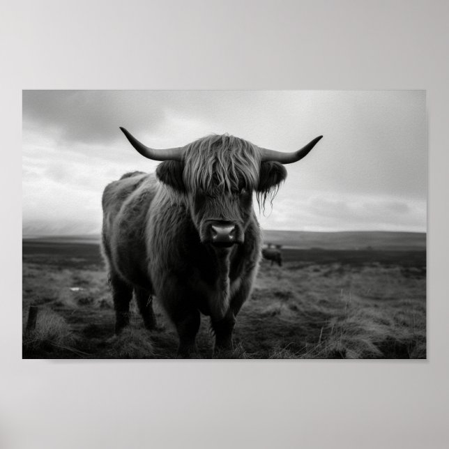 Póster Fotografía en blanco y negro de la vaca Highland e (Frente)