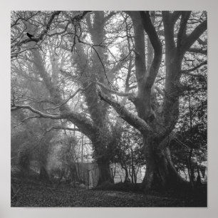 Póster Fotografía en blanco y negro de los bosques fantas