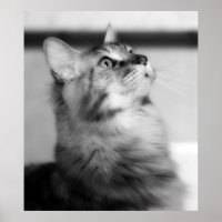 Fotografía En Blanco Y Negro De Maine Coon Kitten