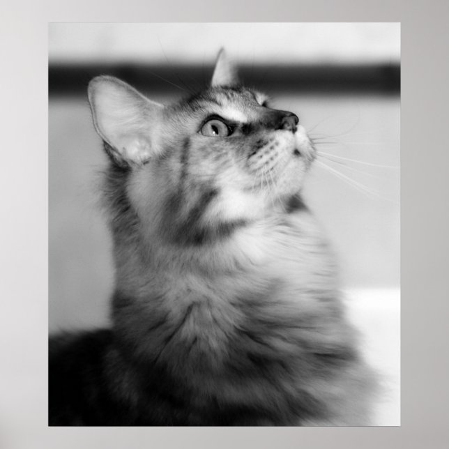 Póster Fotografía En Blanco Y Negro De Maine Coon Kitten (Frente)
