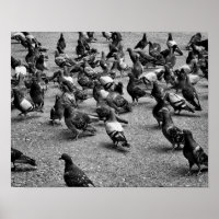 Fotografía en blanco y negro de muchas palomas