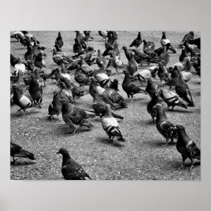 Póster Fotografía en blanco y negro de muchas palomas
