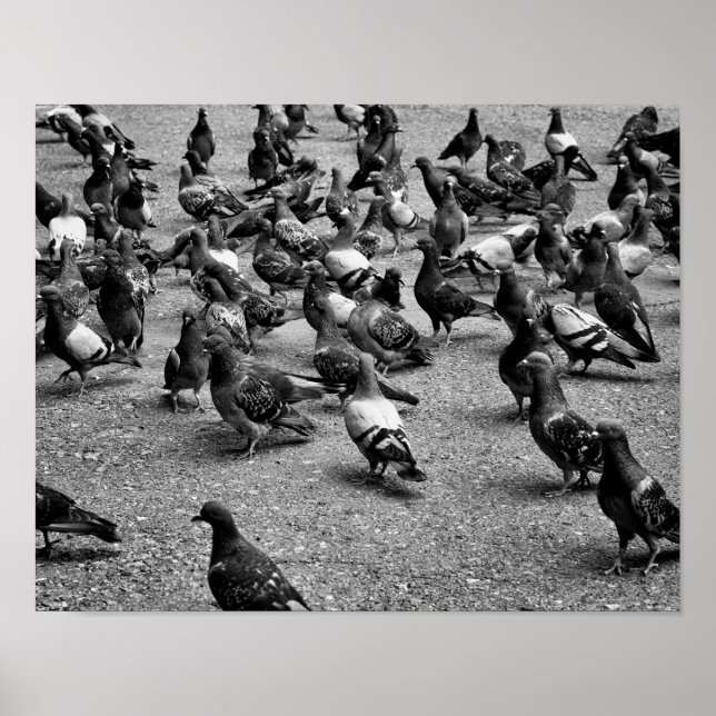 Póster Fotografía en blanco y negro de muchas palomas (Frente)
