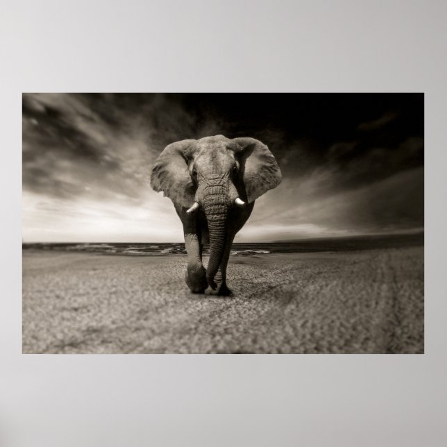 Póster Fotografía en blanco y negro de un elefante africa (Frente)