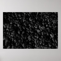 Fotografía en blanco y negro de una planta de hoja