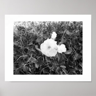 Póster Fotografía en blanco y negro en flor