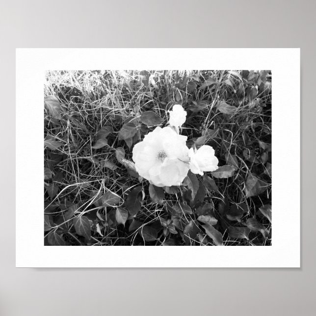 Póster Fotografía en blanco y negro en flor (Frente)