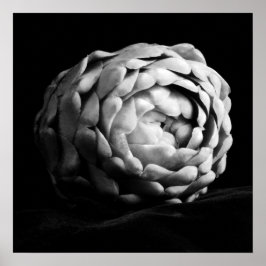 Póster Fotografía en blanco y negro por Artichoke Close