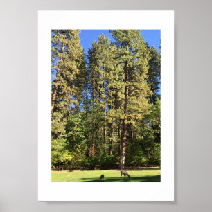 Póster Fotografía en color yosemite Doe and Fawn