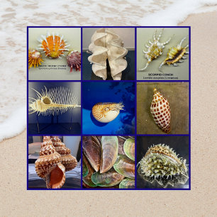 Póster Fotografía exótica de SeaShell Isla Sanibel Florid