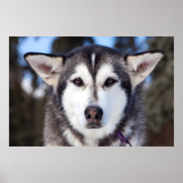 Póster Fotografía facial del perro Husky siberiano