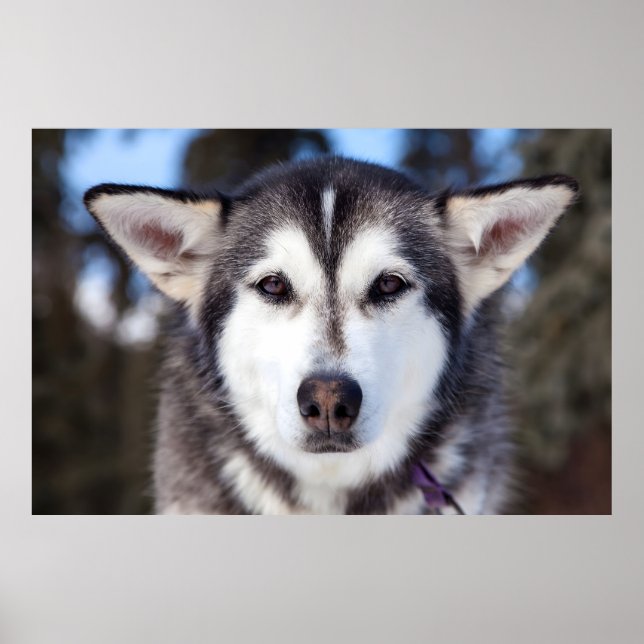 Póster Fotografía facial del perro Husky siberiano (Frente)