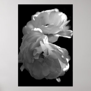 Póster Fotografía floral blanco y negro de los rosas