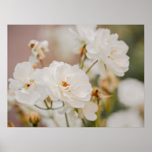 Póster Fotografía floral botánica de rosas blancas de la