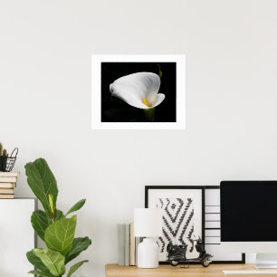 Póster Fotografía Floral de Calla blanca Lily