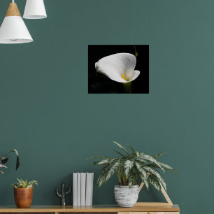 Póster Fotografía Floral de Calla blanca Lily