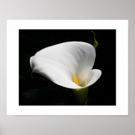 Póster Fotografía Floral de Calla blanca Lily