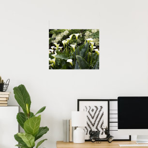 Póster Fotografía floral de Calla Lilies Blanca