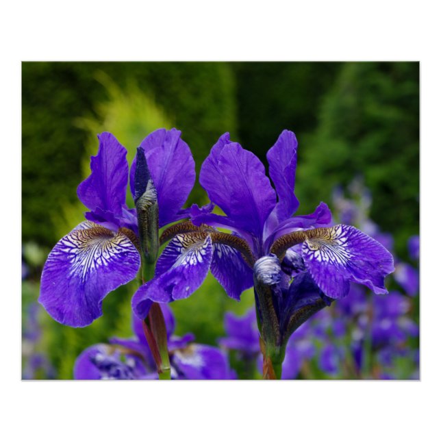 Póster Fotografía floral de Iris sibirica (Anverso)