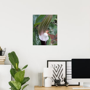 Póster Fotografía floral de la planta de calabaza Jack-in