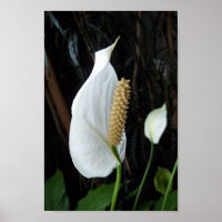 Fotografía Floral de Lily Peace