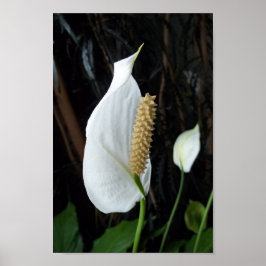Póster Fotografía Floral de Lily Peace