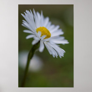 Póster Fotografía Floral de Margarita Naturaleza