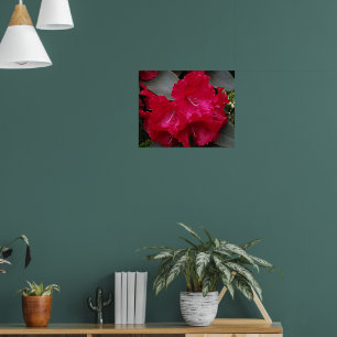 Póster Fotografía floral de rododendros rosados profundos