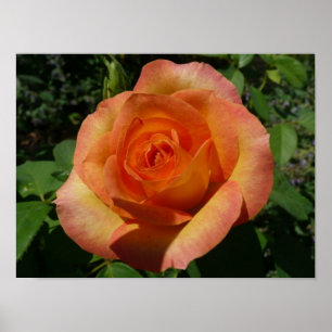 Póster Fotografía floral de rosa melocotón naranja