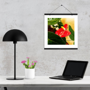 Póster Fotografía floral de una sola flor de Anthurium ro