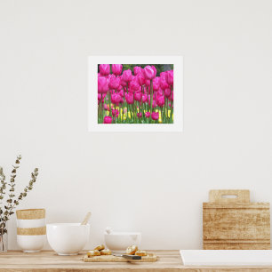Póster Fotografía floral del Jardín de Tulipanes Rosa