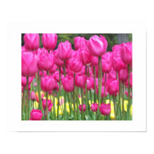 Fotografía floral del Jardín de Tulipanes Rosa