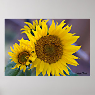 Póster Fotografía floral del primer de los girasoles del
