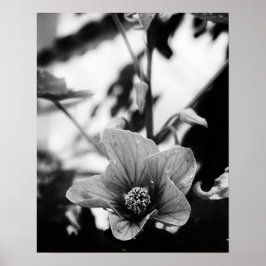 Póster Fotografía floral en blanco y negro