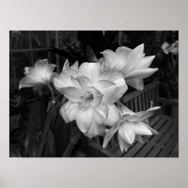 Póster Fotografía Floral En Blanco Y Negro (Frente)